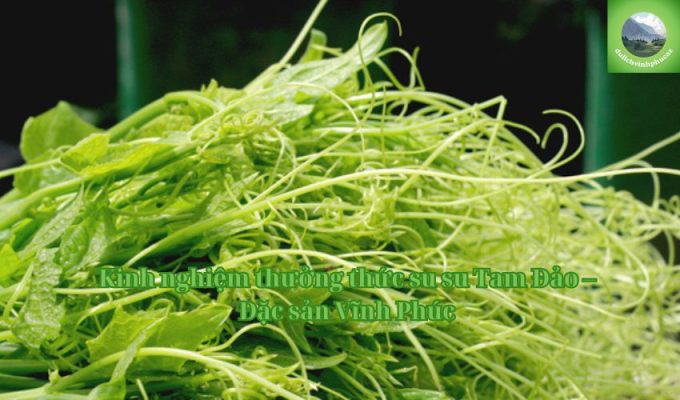 Kinh nghiệm thưởng thức su su Tam Đảo – Đặc sản Vĩnh Phúc